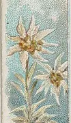 Edelweiss: white woolly star-shaped flowers on grey-green stems